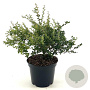 Berberis darwinii 'Compacta' 25-30 cm 3,0L