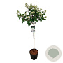 Hydrangea pan. Early Harry 90 cm stam 15L