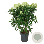 Hydrangea pan. Graffiti 60-80 cm 15L