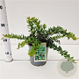 Berberis frikartii 'Telstar' 25-30 cm 2,5L