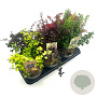 Berberis Gemengd 20-25 cm 2,0L