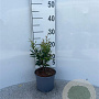 Berberis julianae 30-40 cm 2,0L