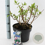 Hydrangea pan. Vanille-Fraise 70-80 cm 5,0L