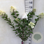 Hydrangea pan. Vanille-Fraise 50 cm stam 5,0L