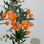 Berberis lin. 'Orange King' 125-150 cm 20L
