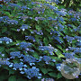 Hydrangea s. 'Ligannies' 15-20 cm 7,5L