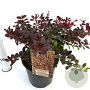Berberis thunb. 'Atropurpurea Nana' 25-30 cm 2,5L