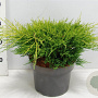Juniperus pf. 'Old Gold' 30-40 cm 5,0L