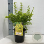Berberis thunb. 'Maria' 20-25 cm 2,0L