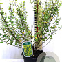 Betula nana 'Golden Treasure' 40-50 cm 3,0L