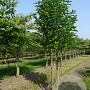 Magnolia kobus 400-450 cm draadkluit meerstammig
