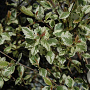 Betula nigra 'Shiloh Splash' 250-300 cm 50L geveerd