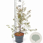 Betula pendula 50-60 cm 3,0L