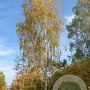 Betula p. 'Laciniata' 6-8 HO draadkluit