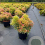 Pieris 'Flaming Silver' 40-50 cm 10L