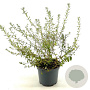 Buddleja alternifolia Unique 40-50 cm 3,0L