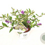 Buddleja 'Blue Chip' 25-30 cm 3,0L
