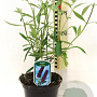 Buddleja d. 'Black Knight' 40-45 cm 3,0L