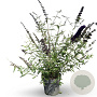 Buddleja d. 'Black Knight' 80-100 cm 12L