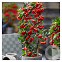 Pyracantha cocc. 'Red Star' 100-125 cm 3,0L Gestokt