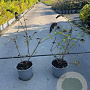 Buddleja d. 'Border Beauty' 60-80 cm 2,0L