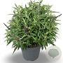 Buddleja d. B. Candy Lila Sweeth. 50-60 cm 12L