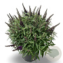 Buddleja d. B. Candy Little Purple 50-60 cm 12L