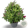Buddleja d. B. Candy Little Ruby 50-60 cm 12L