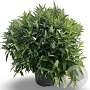 Buddleja d. B. Candy Little White 60-80 cm 12L