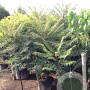 Rhus glabra 'Laciniata' 125-150 cm 35L solitair