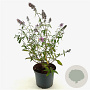 Buddleja d. 'Empire Blue' 40-45 cm 3,0L
