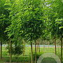 Robinia ps. 'Appalachia' 20-25 HO draadkluit