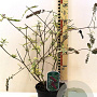 Buddleja d. 'Florence' 40-50 cm 3,0L