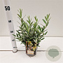Salix helvetica 20-30 cm 2,5L