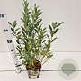 Salix helvetica 30-40 cm 2,5L