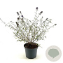 Buddleja d. 'Nanho Blue' 30-40 cm 3,0L