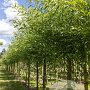 Salix vitellina 700-800 cm draadkluit meerstammig