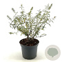 Buddleja d. 'Nanho White' 30-40 cm 3,0L