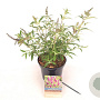 Buddleja d. Octopus Magenta 30-40 cm 3,0L