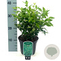Sarcococca ruscifolia 20-25 cm 2,0L