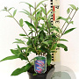 Buddleja d. 'Pink Delight' 40-45 cm 3,0L
