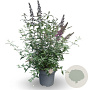 Buddleja d. 'Pink Delight' 80-100 cm 12L