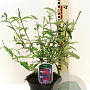 Buddleja d. 'Royal Red' 40-45 cm 3,0L