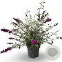 Buddleja d. 'Royal Red' 60-80 cm 12L