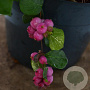 Symphoricarpos d. Symphony Rumble 30-40 cm 3,0L
