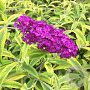 Buddleja d. 'Santana' 40-50 cm 3,0L
