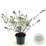Buddleja d. 'White Bouquet' 40-45 cm 3,0L