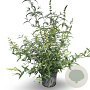 Buddleja d. 'White Profusion' 80-100 cm 12L