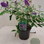 Buddleja Flutterby Lavender 30-40 cm 3,0L