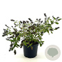 Buddleja Flutterby Peace 30-40 cm 3,0L